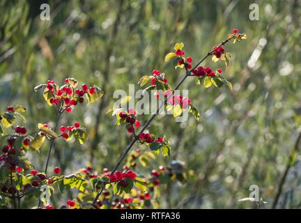 Fruits du chèvrefeuille (Lonicera xylosteum fly), réserve naturelle Isarauen, Haute-Bavière, Bavière, Allemagne Banque D'Images