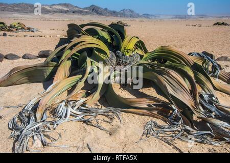 (Welwitschia mirabilis Welwitschia), Désert du Namib, Namibie Banque D'Images