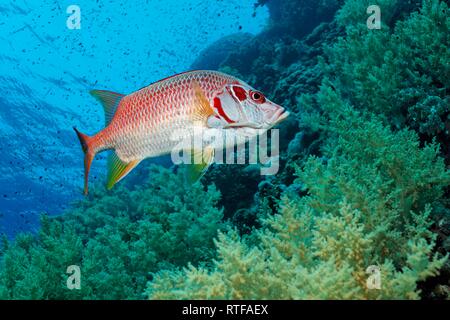 (Sargocentron spiniferum marignans sabre) nage sur coral reef avec Litophyton Litophyton arboreum (arboreum), Mer Rouge Banque D'Images