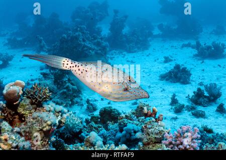 Des balistes (Aluterus scriptus griffonné) nage plus de coraux, Red Sea, Egypt Banque D'Images