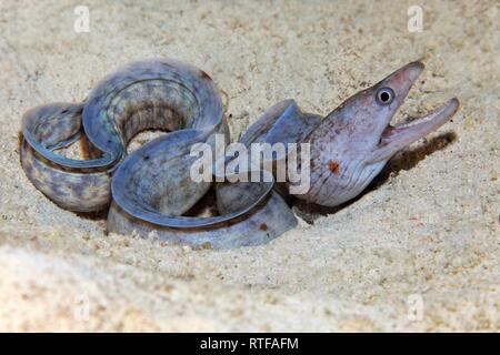 Prescription-fin (Gymnothorax zonipectis murène) se trouve dans le sable, Mer Rouge, Egypte Banque D'Images