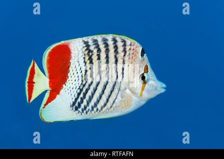 (Chaetodon paucifasciatus papillons érythréen) nage en pleine mer, Mer Rouge, Egypte Banque D'Images