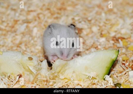 Hamster Djungarian (Phodopus sungorus), blanc, 2 semaines, mange le concombre, Autriche Banque D'Images