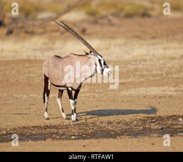 Gemsbok (Oryx gazella) au waterhole, Kgalagadi Transfrontier Park, Afrique du Sud Banque D'Images