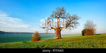 Noueux vieux chênes (Quercus), arbre solitaire au pré vert, l'avant-pays du Harz (Saxe-Anhalt, Allemagne Banque D'Images