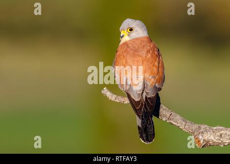 Faucon crécerellette (Falco naumanni), homme assis sur la branche, Espagne Banque D'Images