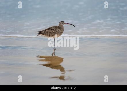 Courlis corlieu (Numenius phaeopus hudsonicus) sur l'eau, l'île Isabela, îles Galapagos, Equateur Banque D'Images