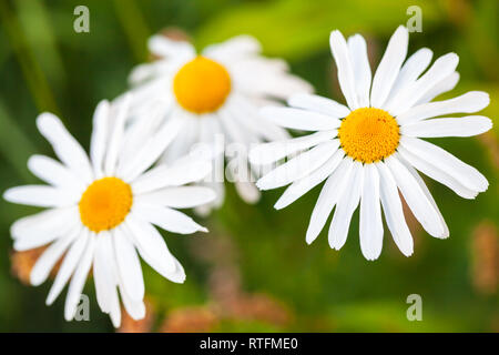 Les marguerites blanches la photo en gros plan sur fond vert floue Banque D'Images