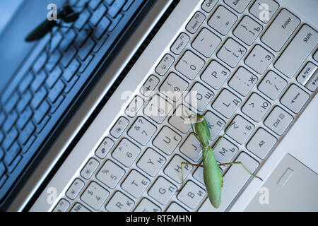 Métaphore, bug logiciel mantis est vert sur un clavier d'ordinateur portable, vue du dessus Banque D'Images