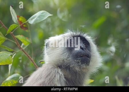 ​Hanuman ou gris ou conjoint ou animaux singe Langur (Semnopithecus animaux singe). Portrait d'une femelle adulte. Banque D'Images