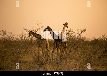 Groupe de trois girafes en fin d'après-midi permanent brume orange Parc National d'Etosha, Namibie Banque D'Images