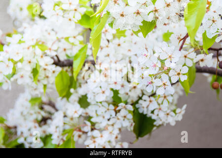 Blooming white Yoshino Cherry branch couverte de fleurs et feuilles vertes sur un mur en béton. Fond d'écran minimaliste de printemps. Banque D'Images