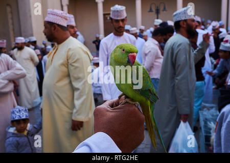 Sultanat d'Oman, Ad-Dakhiliyah Région, Nizwa, vendredi marché de bétail, perruche Banque D'Images