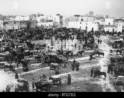 Italie, Pouilles, salento, casarano, juste du bétail, 1910-1920 Banque D'Images