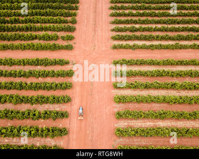 Plus d'antenne une plantation d'agrumes Banque D'Images