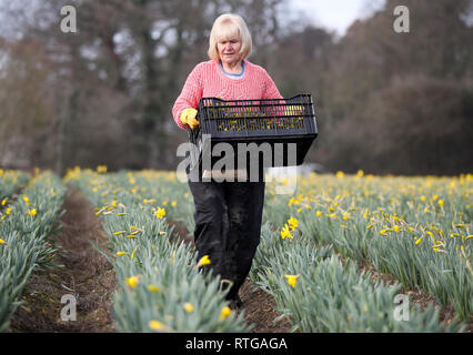 Linda Burder porte une caisse de jonquilles fraîchement coupé pendant la période des récoltes à Hollam forestières près de Fareham Hampshire. Banque D'Images