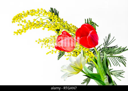 Bouquet de printemps jaune et rouge-tulipes blanches et de la direction générale de l'épanouissement mimosa (Acacia dealbata) close up sur fond blanc isolé avec espace pour t Banque D'Images