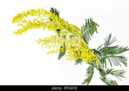 De l'épanouissement de la direction générale mimosa (Acacia dealbata) avec des fleurs jaune vif et moelleux doux vert feuilles close up, isolé sur fond blanc. Début Banque D'Images