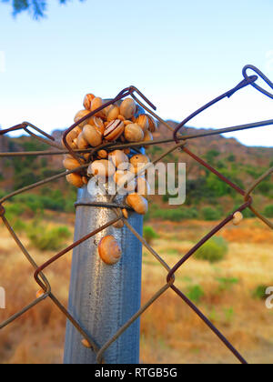 Bande d'Escargots sur poteau de clôture de métal dans l'humidité nuit absorbant campagne andalouse Banque D'Images