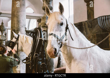 20 février 2019.Royal Stable en Danemark Copenhague en territoire Logement Christiansborg. L'homme jeune femme jockey rider la préparation d'une bride, bride, oc Banque D'Images