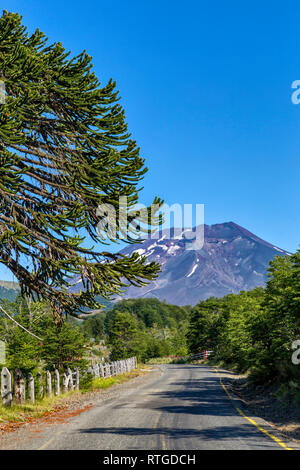 Forêt d'Araucaria, Réserve nationale du Malalcahuello-Nalcas, région d'Araucania, Chili Banque D'Images