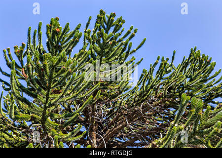 Forêt d'Araucaria, Réserve nationale du Malalcahuello-Nalcas, région d'Araucania, Chili Banque D'Images