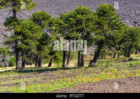 Forêt d'Araucaria, Réserve nationale du Malalcahuello-Nalcas, région d'Araucania, Chili Banque D'Images