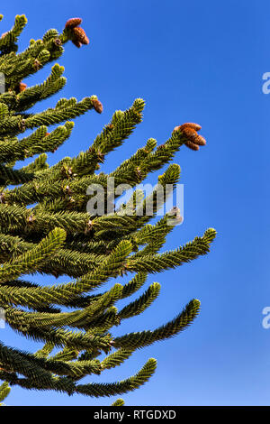 Forêt d'Araucaria, Réserve nationale du Malalcahuello-Nalcas, région d'Araucania, Chili Banque D'Images