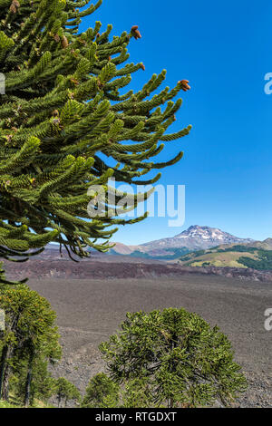 Forêt d'Araucaria, Réserve nationale du Malalcahuello-Nalcas, région d'Araucania, Chili Banque D'Images