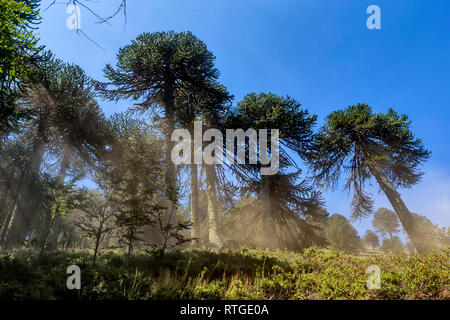 Forêt d'Araucaria, Réserve nationale du Malalcahuello-Nalcas, région d'Araucania, Chili Banque D'Images