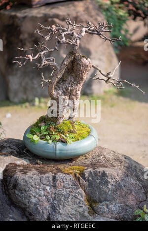 Bonsai arbre dans un pot dans WangJiangLou parc public, Chengdu, Chine Banque D'Images