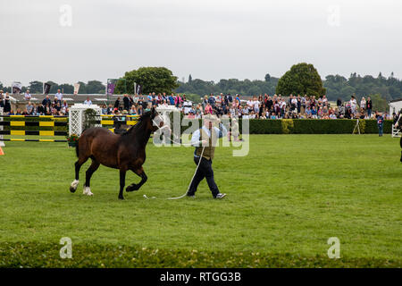 Harrogate, North Yorkshire, UK - Juillet 12th, 2018 : cheval à la grande Yorkshire Show le 12 juillet 2018 Banque D'Images