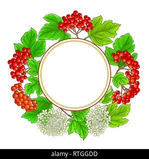 Guelder rose vector image sur fond blanc Illustration de Vecteur