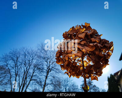 Close up d'un grand oranger pendant le soleil, le ciel bleu et les arbres sans feuilles à l'arrière Banque D'Images