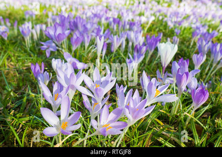 Fleurs violettes à la flore à Cologne, en Allemagne, sont les premières plantes en fleurs au printemps Banque D'Images