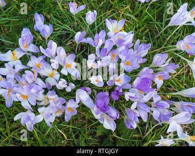 Fleurs violettes à la flore à Cologne, en Allemagne, sont les premières plantes en fleurs au printemps Banque D'Images