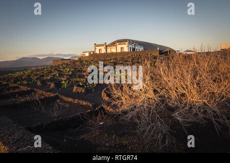 Vignobles typiques sur l'île de Lanzarote, La Geria. Vignobles creusés dans des trous dans le sol avec un mur de protection contre le vent. Île des Canaries Banque D'Images