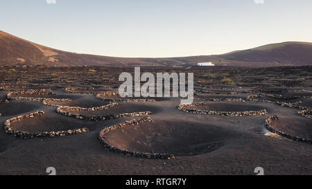 Vignobles typiques sur l'île de Lanzarote, La Geria. Vignobles creusés dans des trous dans le sol avec un mur de protection contre le vent. Île des Canaries Banque D'Images