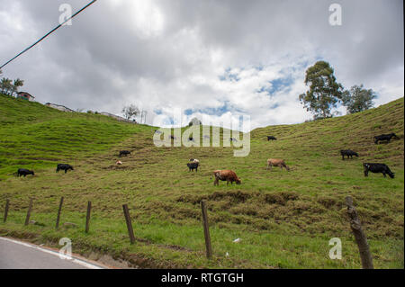 Donmatias, Antioquia, Colombie : les vaches de pâturage. Banque D'Images