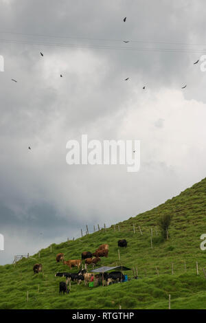 Donmatias, Antioquia, Colombie : les vaches à lait Cowboy Banque D'Images