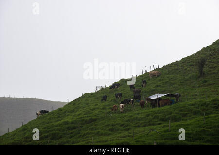 Donmatias, Antioquia, Colombie : les vaches à lait Cowboy Banque D'Images