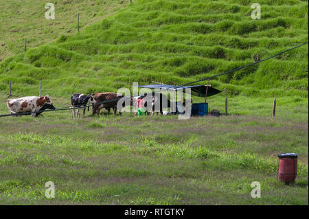 Donmatias, Antioquia, Colombie : les vaches à lait Cowboy Banque D'Images