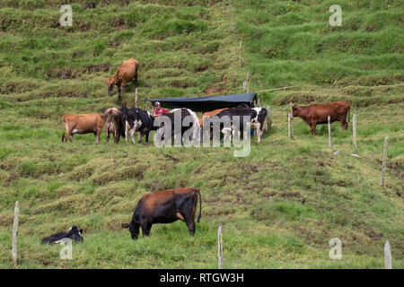 Donmatias, Antioquia, Colombie : les vaches à lait Cowboy Banque D'Images