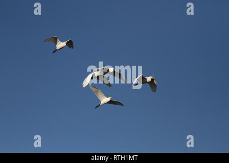 Troupeau d'aigrettes blanches en vol sur fond de ciel bleu. Banque D'Images