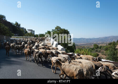 Des moutons (ou des chèvres!) se découraient sur la route entre Mairena et Júbar dans la région d'Alpujarras en Andalousie, Espagne Banque D'Images