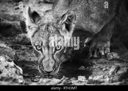 Mâle adulte boissons sous lion nerveusement à une flaque d'eau dans le Kalahari, Afrique du Sud. Panthera leo Banque D'Images