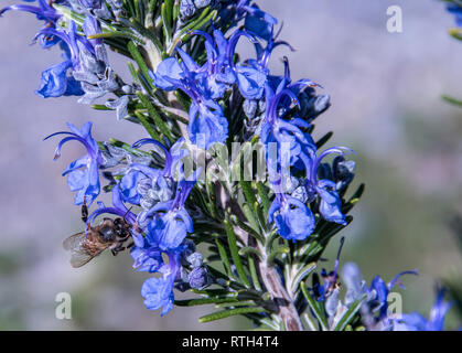 Bee au travail sur une branche de romarin en fleur Banque D'Images