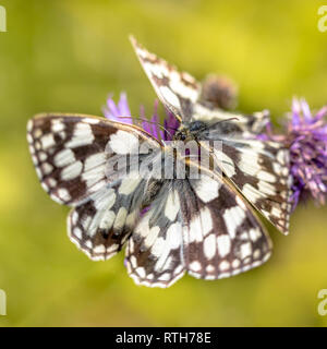 Couple de marbre blanc (Melanargia galathea) papillons fleurs de mauve sur cour Banque D'Images