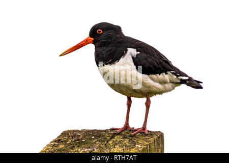 L'Huîtrier pie (Haematopus longirostris) perché sur perche sur fond blanc Banque D'Images