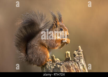 L'écureuil roux (Sciurus vulgaris) assis sur le tronc alors que l'animal est mangé graines contre fond marron clair Banque D'Images